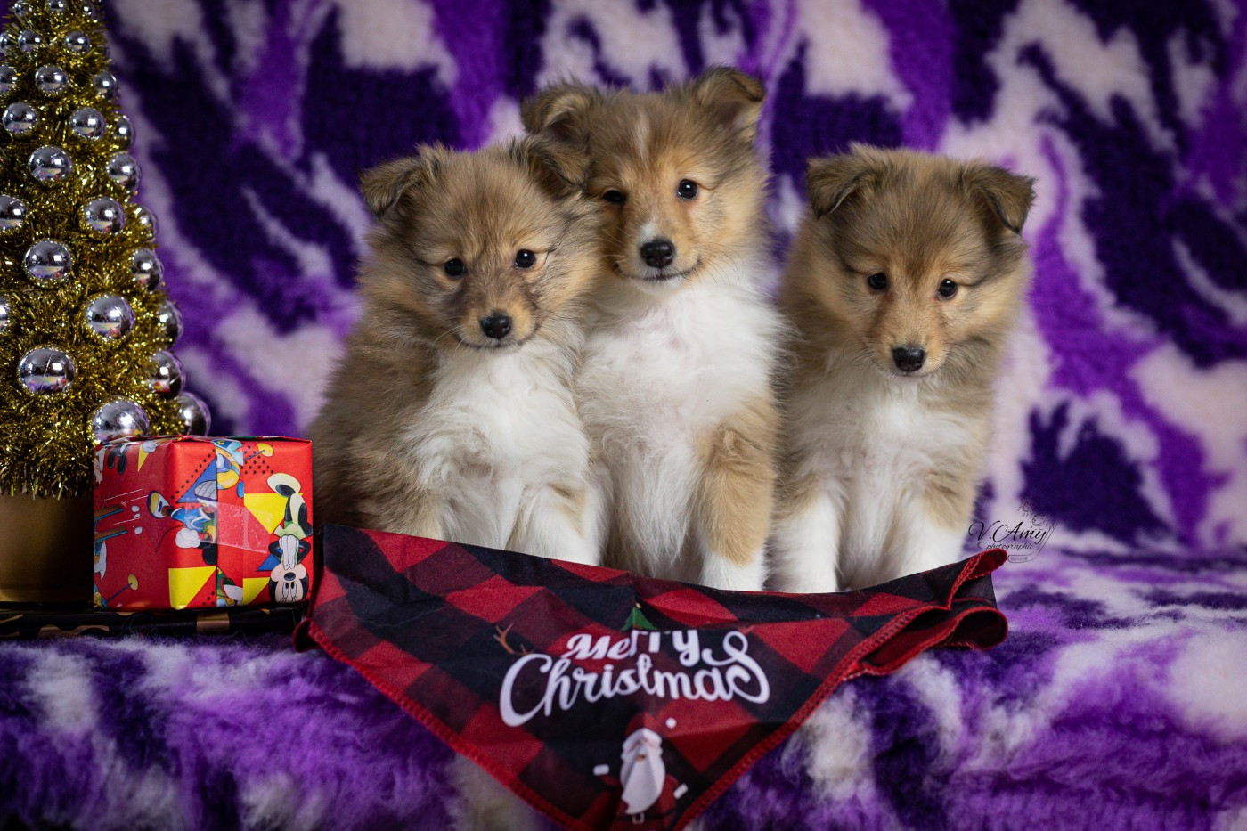 Les bébés sont arrivés