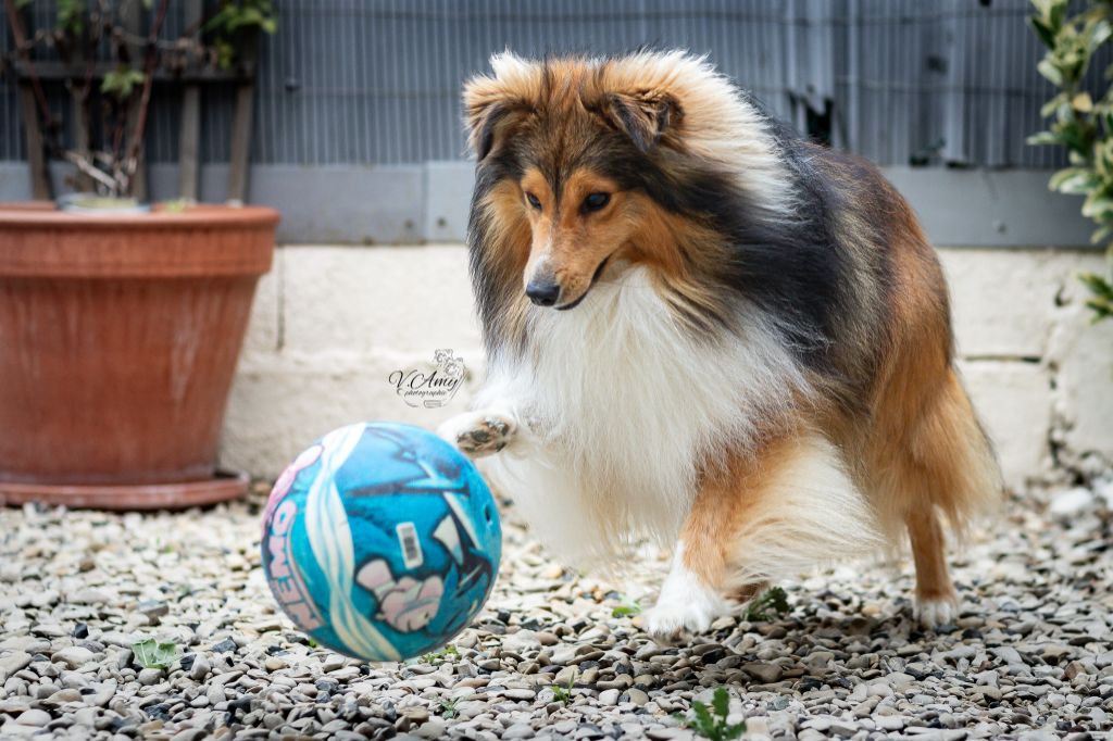jeux avec le ballon