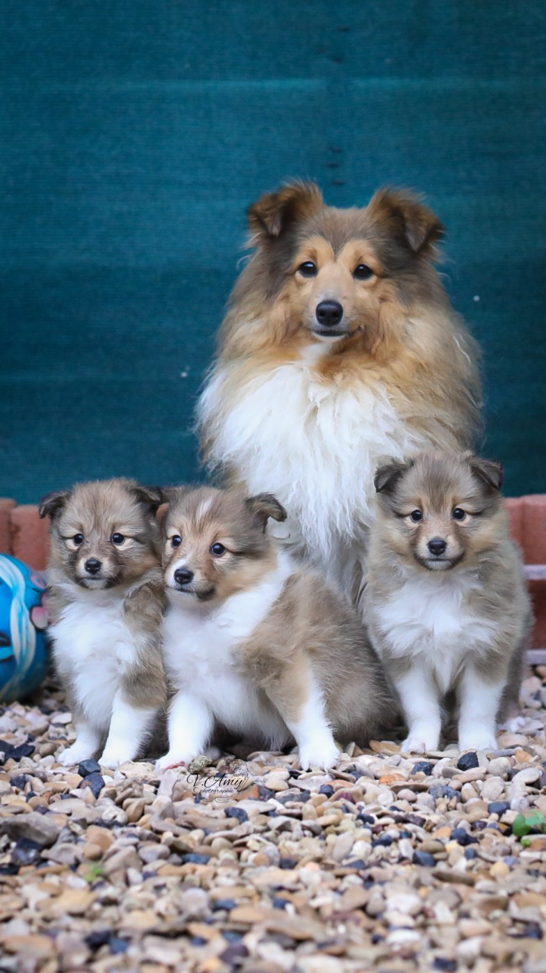 Des Malices De Toua'hub - Shetland Sheepdog - Portée née le 05/11/2025