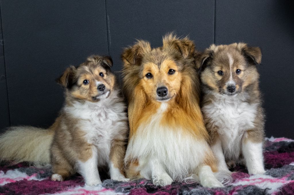 Des Malices De Toua'hub - Shetland Sheepdog - Portée née le 26/08/2022